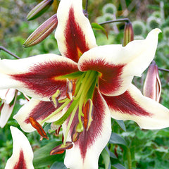 Glory of Summer Lily Tree Collection Lily Blooms Species Growing Bonsai Bulbs Roots Rhizomes Corms Tubers Potted Planting Reblooming Fragrant Garden Flower Seeds Plant