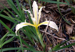 Iris Hartwegii Baker Grows Relatively High Altitudes In The Sierras Southern California Garden Flower Seeds Plant