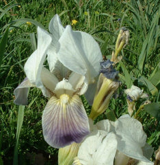 Iris Species More Variations Including Pure White Form White Standards Pale Violet Falls Gray Lavender Finally Vigorous Clump Garden Flower Seeds Plant