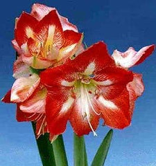 Christmas Blooming Amaryllis Candy Cane Red White Flowers Blooms Species Growing Bonsai Bulbs Roots Rhizomes Corms Tubers Potted Fragrant Garden Seeds Plant  Size 12-16cm