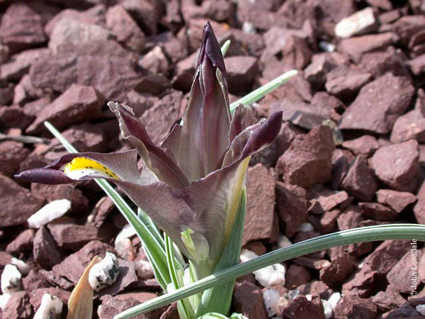 Iris galatica From Cooler Higher Altitudes In Central To North Turkey Fragrant Garden Flower Seeds Plant