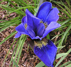 Iris Sibirica Has Blue Violet And Occasionally White Flowers And Native Italy Garden Flower Seeds Plant