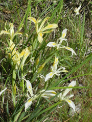 Iris Chrysophylla Howell Bearded Iris Species Growing Bonsai Bulbs Roots Rhizomes Corms Tubers Potted Planting Reblooming Fragrant Garden Flower Seeds Plant