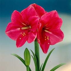 Hercules Amaryllis Hippeastrum Blooms Species Growing Bonsai Bulbs Roots Rhizomes Corms Tubers Potted Planting Reblooming Fragrant Garden Flower Seeds Plant  Size 12-16cm