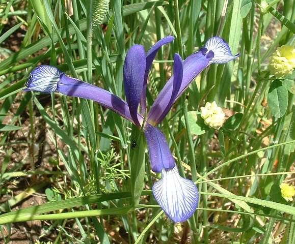 Iris Sintenisii Janka From Southern Italy Bearded Iris Species Growing Bonsai Bulbs Roots Rhizomes Corms Tubers Potted Planting Reblooming Fragrant Garden Flower Seeds Plant