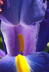 Iris Unknown Cultivars Bearded Iris Species Growing Bonsai Bulbs Roots Rhizomes Corms Tubers Potted Planting Reblooming Fragrant Garden Flower Seeds Plant - Seedsplant