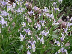 Iris Magnifica Agalik Bearded Iris Species Growing Bonsai Bulbs Roots Rhizomes Corms Tubers Potted Planting Reblooming Fragrant Garden Flower Seeds Plant - Seedsplant