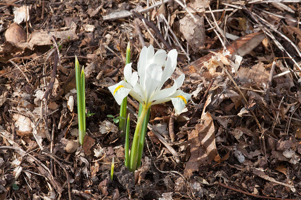 Iris Winogradowii Fomin Has Pale Primose Yellow Flower Green Spots Falls Rhizomes Corms Tubers Potted Planting Reblooming Fragrant Garden Flower Seeds Plant