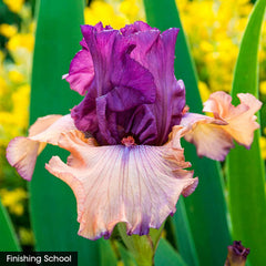 Petals Iris Tickled Pink Iris Collection Prettiest Species Growing Bonsai Bulbs Roots Rhizomes Corms Tubers Potted Planting Reblooming Fragrant Garden Flower Seeds Plant
