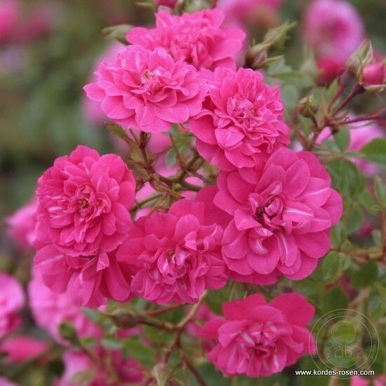 knirps Rose Seedlings Flower Seeds Perennial Growing Bonsai Corms Tubers Potted Planting Reblooming Fragrant Garden Roots Rhizomes Species Blooms Plant Bulbs Gardening Tree