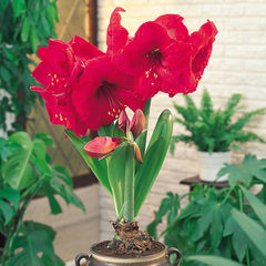 Red Lion Amaryllis Hippeastrum Blooms Species Growing Bonsai Bulbs Roots Rhizomes Corms Tubers Potted Planting Reblooming Fragrant Garden Flower Seeds Plant  Size 12-16cm