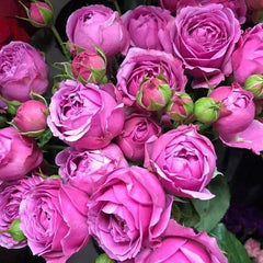 Mysterious Rose Seedlings Flower Seeds Perennial Growing Bonsai Corms Tubers Potted Planting Reblooming Fragrant Garden Roots Rhizomes Species Blooms Plant Bulbs Gardening Tree