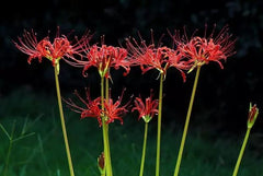Ok Aurea Lycoris Spider Lilies Bulbs Radiata Hurricane Lily Cluster Amayllis Growing Bonsai Roots Rhizomes Corms Tubers Potted Planting Reblooming Fragrant Garden Species Blooms Flower Seeds Plant Gardening