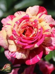 Broceliande Rose Seedlings Flower Seeds Perennial Growing Bonsai Corms Tubers Potted Planting Reblooming Fragrant Garden Roots Rhizomes Species Blooms Plant Bulbs Gardening Tree