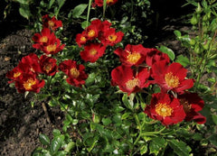 Paradise Rose Seedlings Flower Seeds Perennial Growing Bonsai Corms Tubers Potted Planting Reblooming Fragrant Garden Roots Rhizomes Species Blooms Plant Bulbs Gardening Tree - Seedsplant