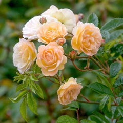 Climbing Graftin Rose Seedlings Flower Seeds Perennial Growing Bonsai Corms Tubers Potted Planting Reblooming Fragrant Garden Roots Rhizomes Species Blooms Plant Bulbs Gardening Tree