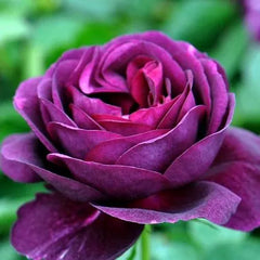 Twilight Zone Rose Seedlings Flower Seeds Perennial Growing Bonsai Corms Tubers Potted Planting Reblooming Fragrant Garden Roots Rhizomes Species Blooms Plant Bulbs Gardening Tree
