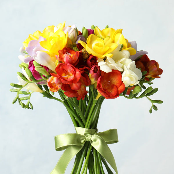 Fire Ice Freesia Bulbs Growing Bonsai Roots Rhizomes Corms Tubers Potted Planting Reblooming Fragrant Garden Species Blooms Flower Seeds Plant Gardening