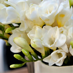White Wonder Freesia Bulbs Growing Bonsai Roots Rhizomes Corms Tubers Potted Planting Reblooming Fragrant Garden Species Blooms Flower Seeds Plant Gardening