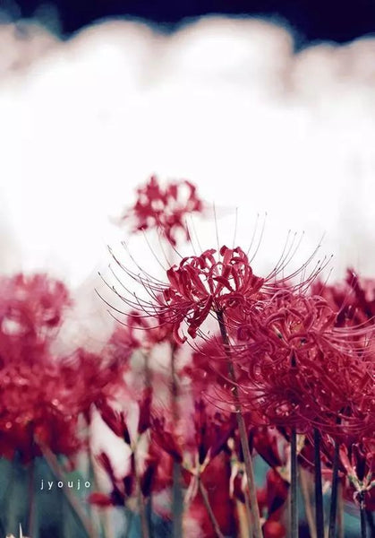 Purple Aurea Lycoris Spider Lilies Bulbs Radiata Hurricane Lily Cluster Amayllis Growing Bonsai Roots Rhizomes Corms Tubers Potted Planting Reblooming Fragrant Garden Species Blooms Flower Seeds Plant Gardening