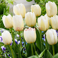 Finola Double Tulip 2 Bulbs Flower Bulbs Peony Tulips Fragrant Spring May Flowers