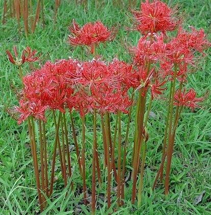 Red Lycoris Spider Lily Bulbs Radiata Hurricane Cluster Amayllis Growing Bonsai Roots Rhizomes Corms Tubers Potted Planting Reblooming Fragrant Garden Species Blooms Flower Seeds Plant Gardening