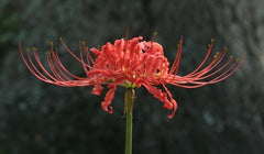 Red Lycoris Spider Lily Bulbs Radiata Hurricane Cluster Amayllis Growing Bonsai Roots Rhizomes Corms Tubers Potted Planting Reblooming Fragrant Garden Species Blooms Flower Seeds Plant Gardening