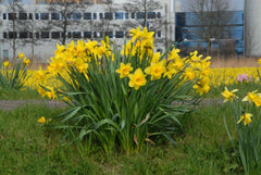 Carlton Daffodil Narcissus Bulbs Blooms Species Growing Bonsai Roots Rhizomes Corms Tubers Potted Planting Reblooming Fragrant Garden Flower Seeds Plant