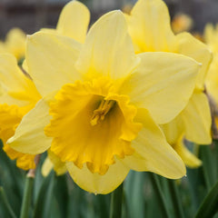 Carlton Daffodil Narcissus Bulbs Blooms Species Growing Bonsai Roots Rhizomes Corms Tubers Potted Planting Reblooming Fragrant Garden Flower Seeds Plant