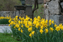 Carlton Daffodil Narcissus Bulbs Blooms Species Growing Bonsai Roots Rhizomes Corms Tubers Potted Planting Reblooming Fragrant Garden Flower Seeds Plant