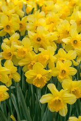 Carlton Daffodil Narcissus Bulbs Blooms Species Growing Bonsai Roots Rhizomes Corms Tubers Potted Planting Reblooming Fragrant Garden Flower Seeds Plant