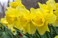 Carlton Daffodil Narcissus Bulbs Blooms Species Growing Bonsai Roots Rhizomes Corms Tubers Potted Planting Reblooming Fragrant Garden Flower Seeds Plant