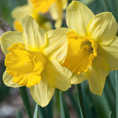 Fortune LS Daffodil Narcissus Bulbs Blooms Species Growing Bonsai Roots Rhizomes Corms Tubers Potted Planting Reblooming Fragrant Garden Flower Seeds Plant