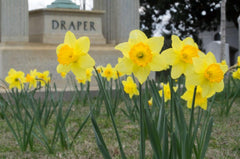 Fortune LS Daffodil Narcissus Bulbs Blooms Species Growing Bonsai Roots Rhizomes Corms Tubers Potted Planting Reblooming Fragrant Garden Flower Seeds Plant