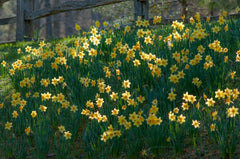 Fortune LS Daffodil Narcissus Bulbs Blooms Species Growing Bonsai Roots Rhizomes Corms Tubers Potted Planting Reblooming Fragrant Garden Flower Seeds Plant