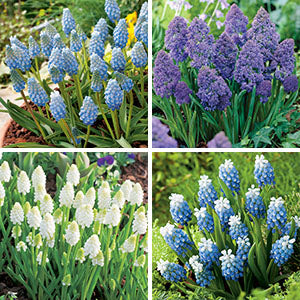Grape Hyacinth Fantasy Creation Bulbs Blooms Species Growing Bonsai Roots Rhizomes Corms Tubers Potted Planting Reblooming Fragrant Garden Flower Seeds Plant Gardening