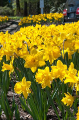 Narcissus Marieke Daffodil Bulbs Blooms Species Growing Bonsai Roots Rhizomes Corms Tubers Potted Planting Reblooming Fragrant Garden Flower Seeds Plant
