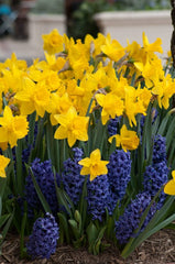 Narcissus Marieke Daffodil Bulbs Blooms Species Growing Bonsai Roots Rhizomes Corms Tubers Potted Planting Reblooming Fragrant Garden Flower Seeds Plant
