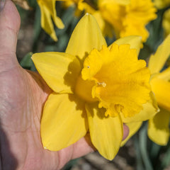 Narcissus Marieke Daffodil Bulbs Blooms Species Growing Bonsai Roots Rhizomes Corms Tubers Potted Planting Reblooming Fragrant Garden Flower Seeds Plant