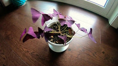 Cheap Purple Oxalis Bulbs Wood Sorrel Shamrock Perennial Growing Bonsai Roots Rhizomes Corms Tubers Potted Planting Reblooming Fragrant Garden Species Blooms Flower Seeds Plant Gardening
