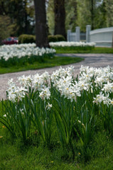 Thalia Daffodil Narcissus Bulbs Blooms Species Growing Bonsai Roots Rhizomes Corms Tubers Potted Planting Reblooming Fragrant Garden Flower Seeds Plant