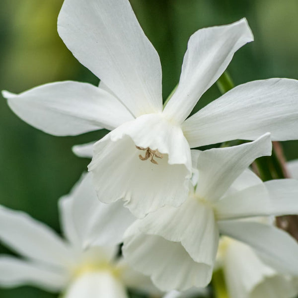 Thalia Daffodil Narcissus Bulbs Blooms Species Growing Bonsai Roots Rhizomes Corms Tubers Potted Planting Reblooming Fragrant Garden Flower Seeds Plant
