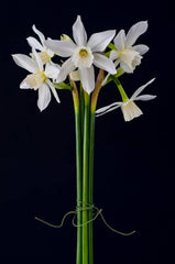 Thalia Daffodil Narcissus Bulbs Blooms Species Growing Bonsai Roots Rhizomes Corms Tubers Potted Planting Reblooming Fragrant Garden Flower Seeds Plant
