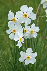 Actaea Daffodil Narcissus Bulbs Blooms Species Growing Bonsai Roots Rhizomes Corms Tubers Potted Planting Reblooming Fragrant Garden Flower Seeds Plant