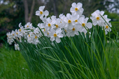 Actaea Daffodil Narcissus Bulbs Blooms Species Growing Bonsai Roots Rhizomes Corms Tubers Potted Planting Reblooming Fragrant Garden Flower Seeds Plant