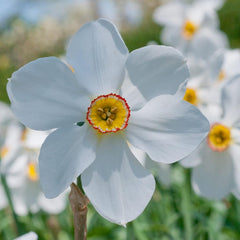 Actaea Daffodil Narcissus Bulbs Blooms Species Growing Bonsai Roots Rhizomes Corms Tubers Potted Planting Reblooming Fragrant Garden Flower Seeds Plant