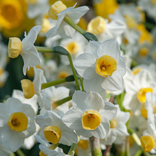 Avalanche LS Daffodil Mixture Narcissus Bulbs Blooms Species Growing Bonsai Roots Rhizomes Corms Tubers Potted Planting Reblooming Fragrant Garden Flower Seeds Plant