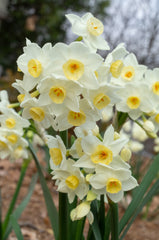 Avalanche LS Daffodil Mixture Narcissus Bulbs Blooms Species Growing Bonsai Roots Rhizomes Corms Tubers Potted Planting Reblooming Fragrant Garden Flower Seeds Plant