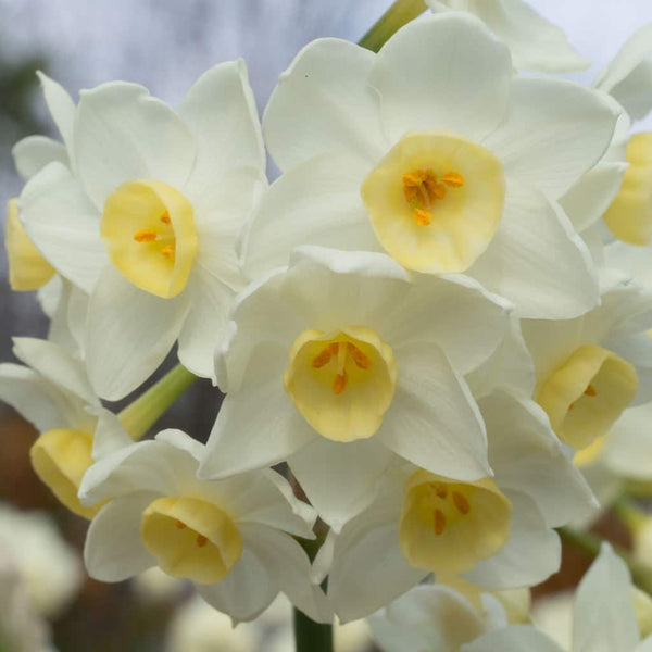 Avalanche Daffodil Narcissus Bulbs Blooms Species Growing Bonsai Roots Rhizomes Corms Tubers Potted Planting Reblooming Fragrant Garden Flower Seeds Plant