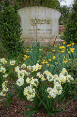 Avalanche Daffodil Narcissus Bulbs Blooms Species Growing Bonsai Roots Rhizomes Corms Tubers Potted Planting Reblooming Fragrant Garden Flower Seeds Plant